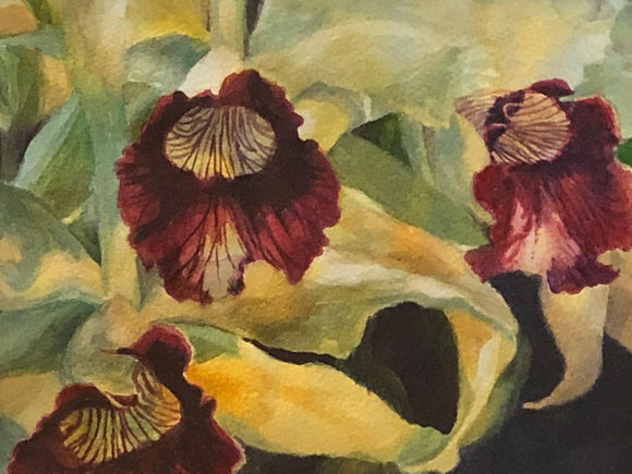 Orchids