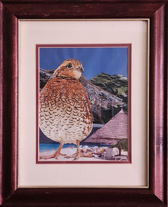 Pouli