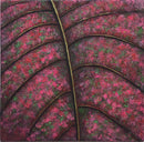 Purple Leaf-1