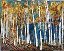 Silver Birch-2
