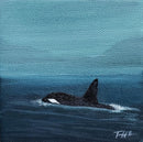 Orca Sighting-1