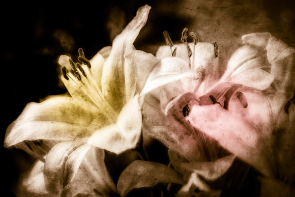 Pistils and Petals