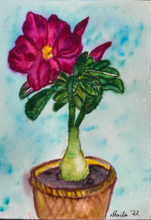 Dessert rose ( Summer Bloom series)