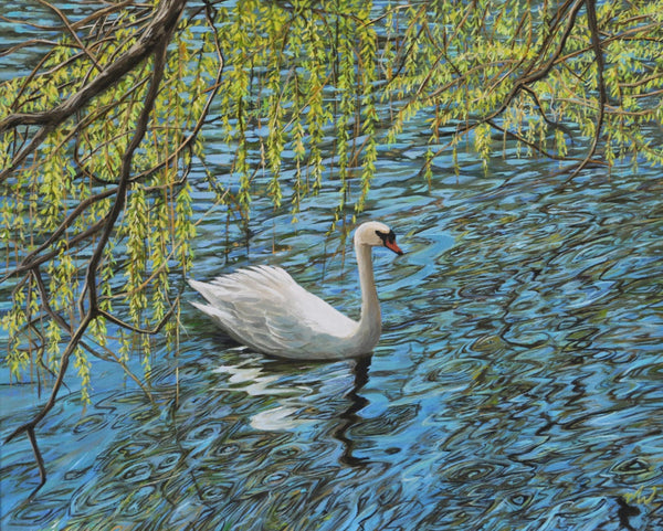 Spring Swan