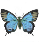 Butterfly Effect-1