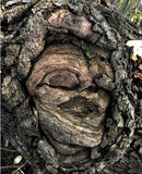 FEMALE SPIRIT AN OAK TREE-1