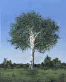 White Birch-1