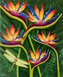 Bird of Paradise-1