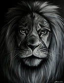 Black and White Lion Portrait-1