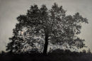 Oak-1