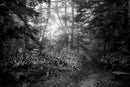 Lost in Tateyama-1