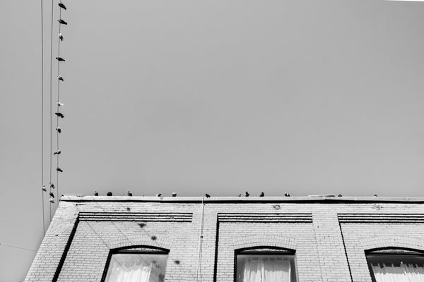 Wire Birds