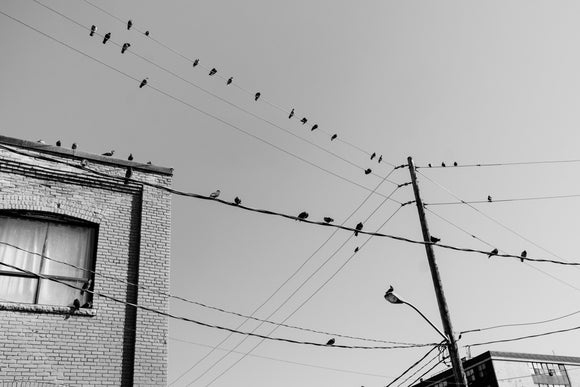 Wire Birds 4