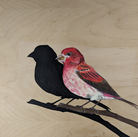 House Finch