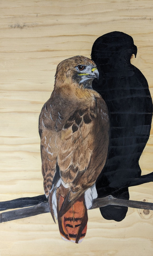 Red Tailed Hawk