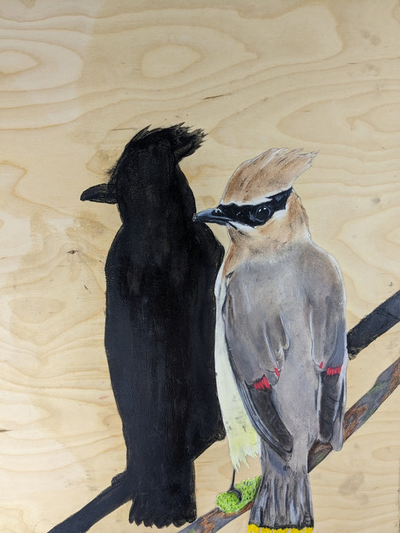 Cedar Waxwing