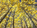 Golden Canopy-1