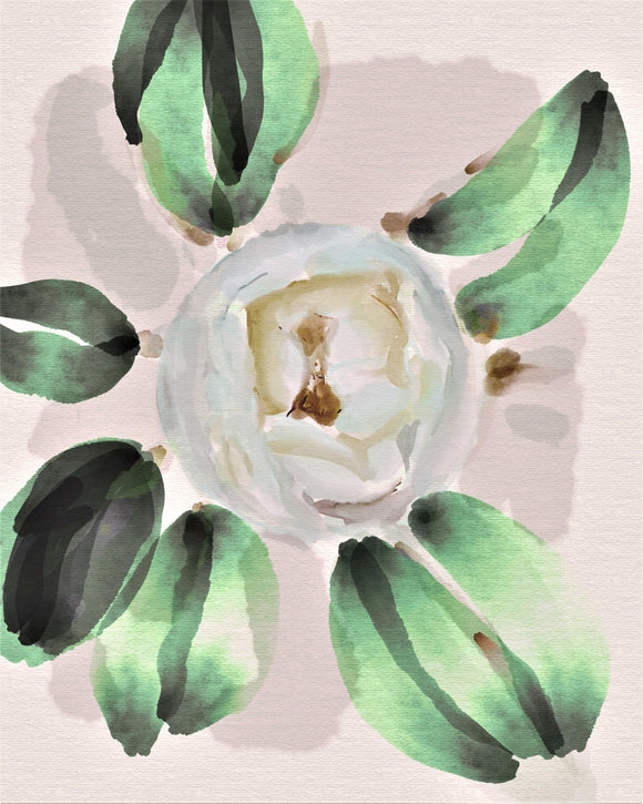 Magnolia