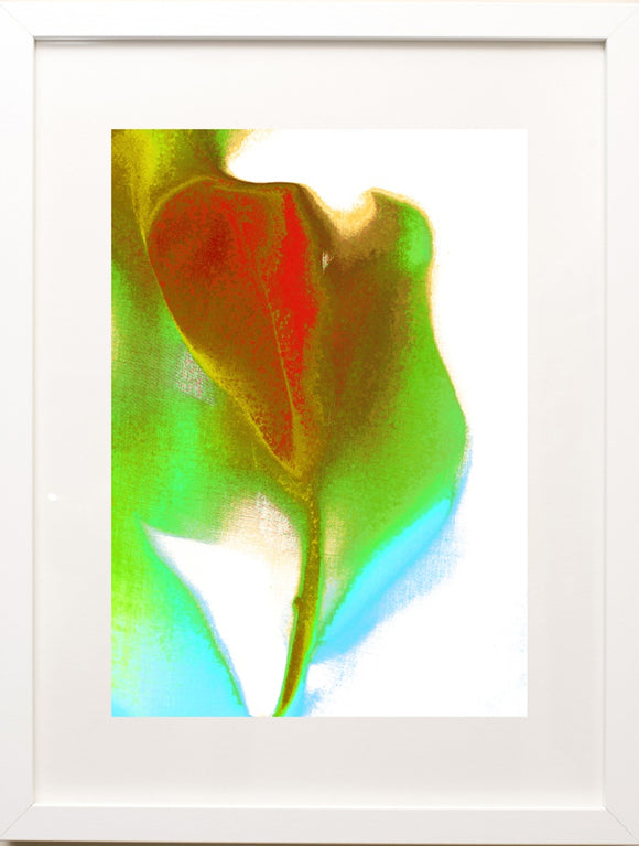 tulip III