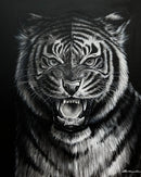 Black and White Tiger Portrait-1
