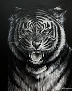 Black and White Tiger Portrait