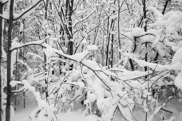 Snow On Tree