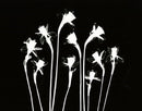 Dancing Daffodils-1