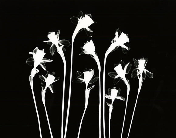 Dancing Daffodils