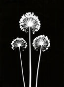 Alliums-1