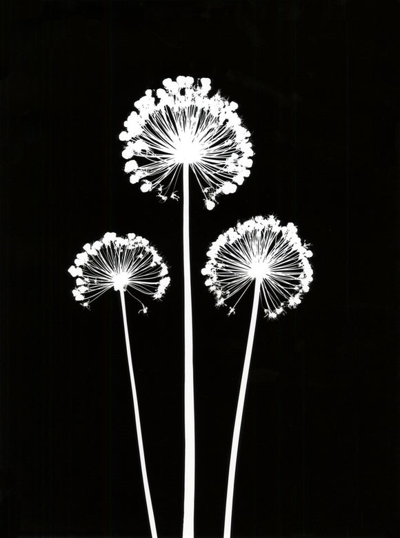 Alliums