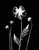 Poppy-1
