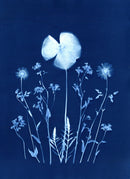 Poppies & Daisies-1