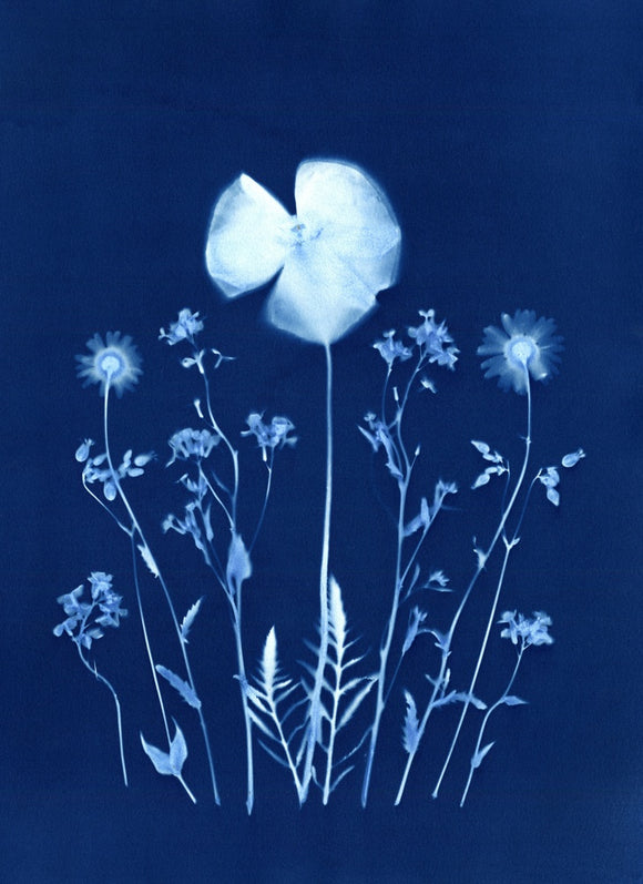 Poppies & Daisies
