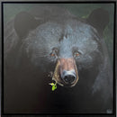 Curious Cub-1