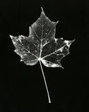 Maple Leaf-1