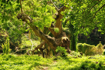 Triptych of wild forest in Havana (2023)