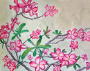 Desert Rose-1