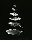 Feathers Scale-1