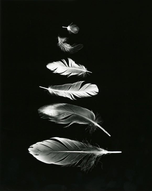 Feathers Scale