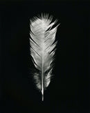 Feathers One-1