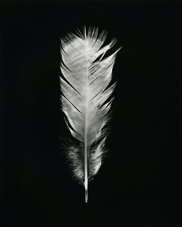 Feathers One