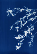 Willows-1