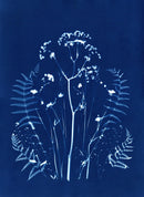 Forest Ferns-1
