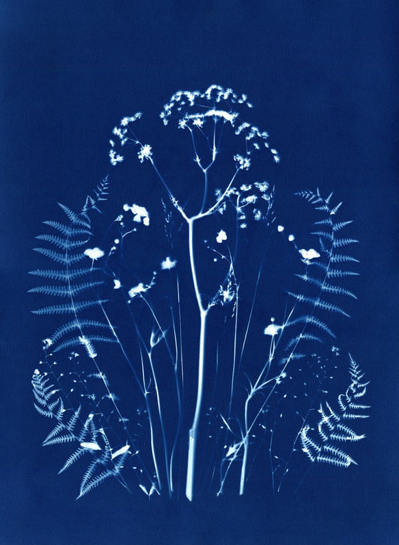Forest Ferns
