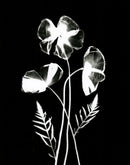 Poppy II-1