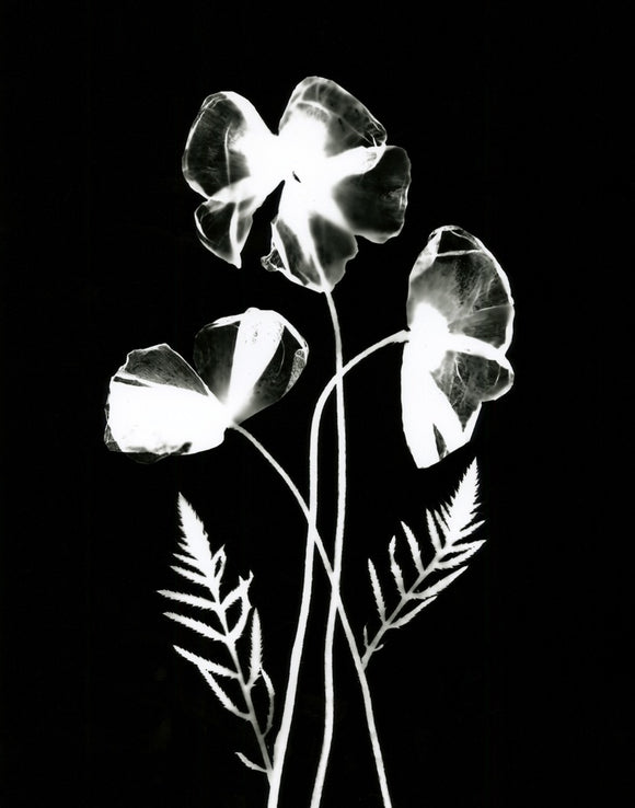 Poppy II