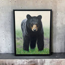 Bear Stare-2
