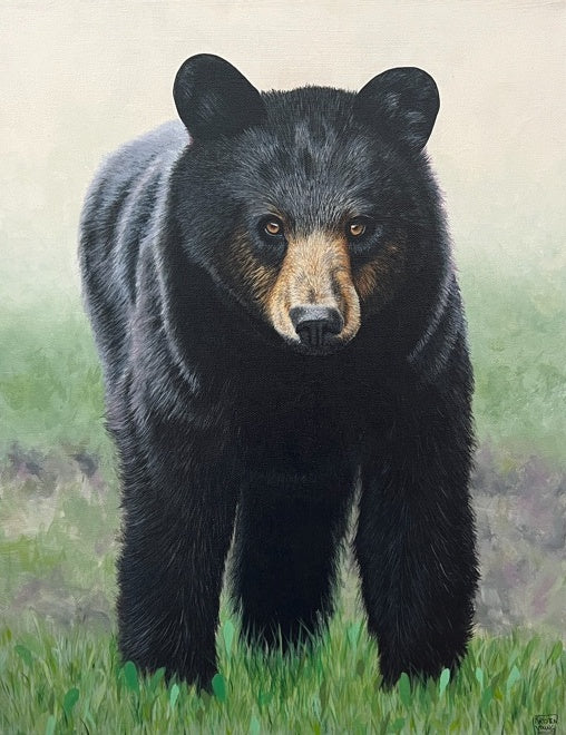 Bear Stare