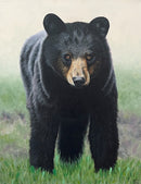 Bear Stare-1