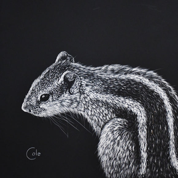 The Palm Squirrels of India